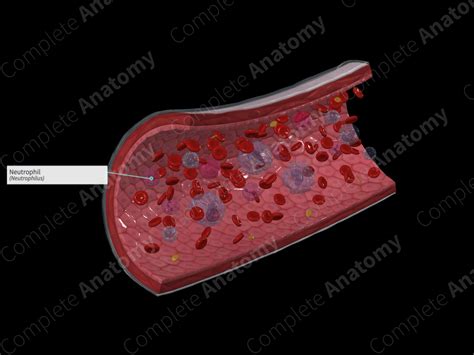 Neutrophil | Complete Anatomy