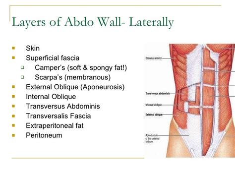 Anatomy Of Anterior Abdominal Wall