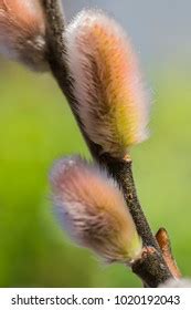 Pussy Willow Pussycat Catkins Classic Beginning Stock Photo