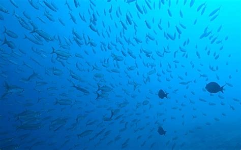 SCUBA DIVING IN MALDIVES: A COMPREHENSIVE GUIDE