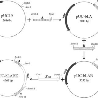 Tetramethylpyrazine Ttmp Biosynthetic Pathway And Other Overflow