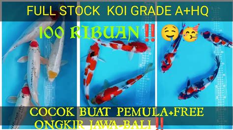 Full Stock Koi Grade A Hq Murmercocok Buat Pemula Youtube