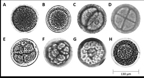 Different Developmental Stages Resulted From In Vitro Fertilized Sea