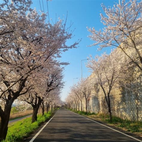 광주 전남 벚꽃 개화시기 벚꽃 명소 화순 너릿재 광주 상무지구 환경공단 네이버 블로그