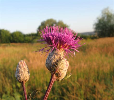 Серпуха (71 фото) » НА ДАЧЕ ФОТО