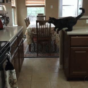 Cat Fail Cat Fail Discover Share Gifs