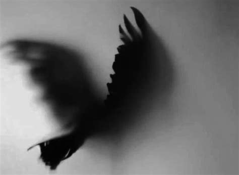 sayap  terlupakan tentang burung  sayapnya  sha mar