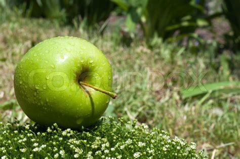 Frischer Apfel Auf Einem Gr Nen Gras Stock Bild Colourbox