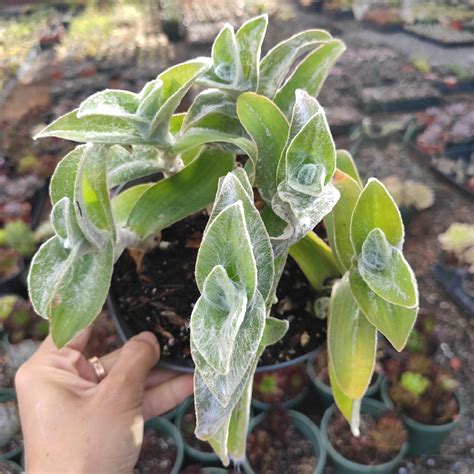 Tradescantia Sillamontana White Velvet Wandering Dude Houseplant Ebay