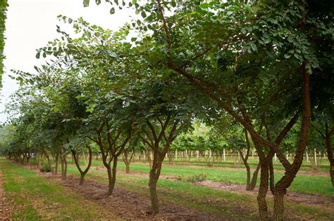 Ulmus Minor Var Suberosa Van Roessel Vormbomen