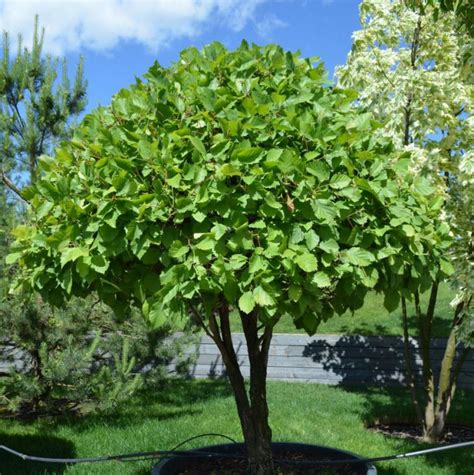 Боярышник кроваво-красный (Зонт) - Crataegus krovavo-krasnyy - «Feel Green»