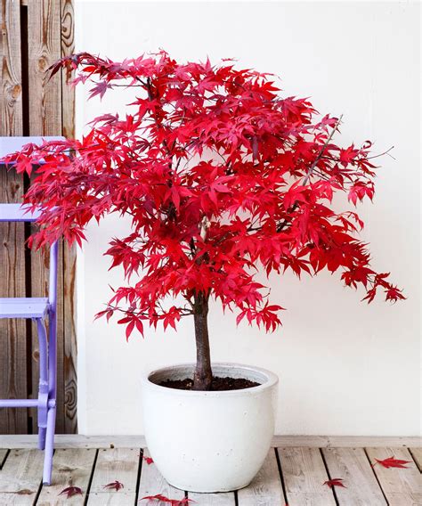 Which maple trees have the best color in fall? | Livingetc