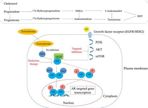 Androgens Mode Of Action In The Breast Tissue The Top Panel Shows The