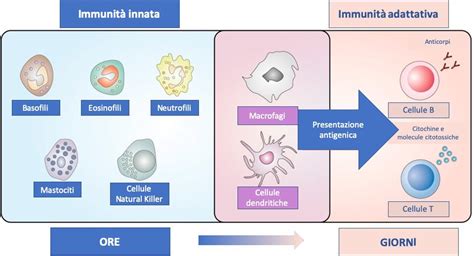 Microbiologia Italia Presenta Un Overview Sul Sistema Immunitario