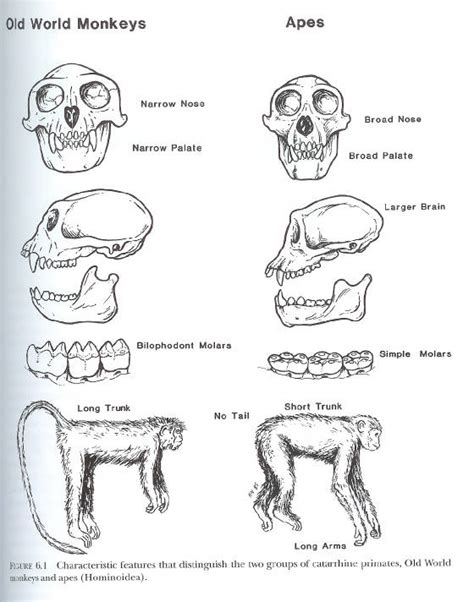 Old World Monkey Teeth