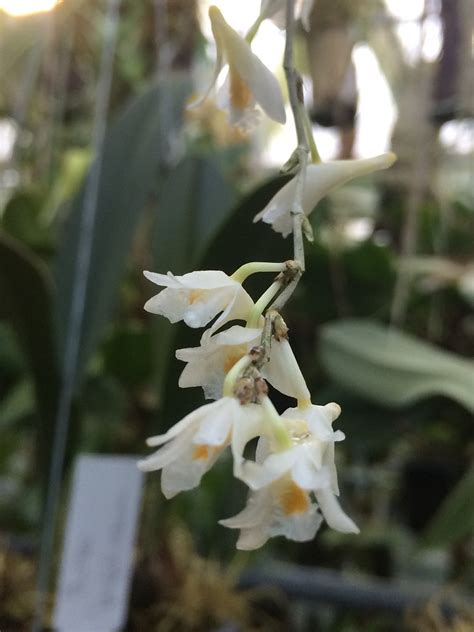 Andys Orchids