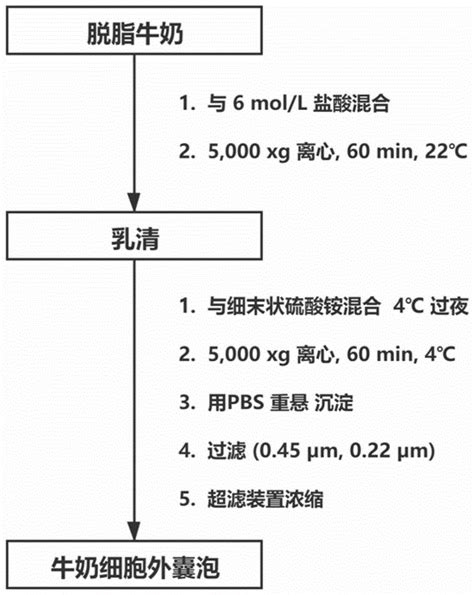 一种从牛奶中提取细胞外囊泡的方法