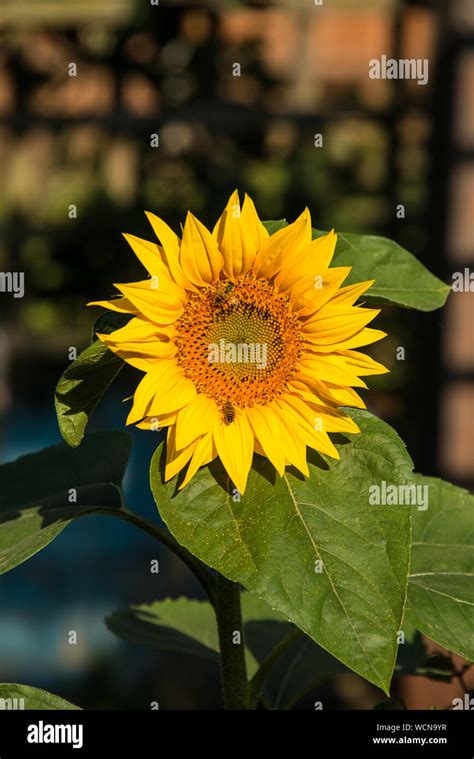 Sonnenblumen und bienen Fotos und Bildmaterial in hoher Auflösung Alamy