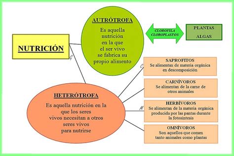 Esquemas Galledor Funciones Vitales De Los Seres Vivos