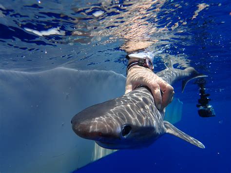 Atlantic Ocean Sharks