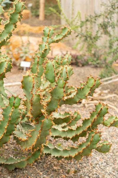 Crab Cactus Stock Photos Royalty Free Crab Cactus Images Depositphotos