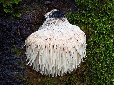 Світ грибів України » Hericium erinaceus
