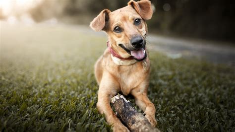 Mestizos Caniches Y Labradores Las Razas De Perros Más Elegidas Por