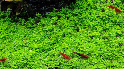 How To Grow Hc Cuba Sevenports Nano Aquariums