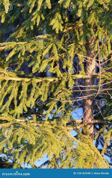 Christmas Trees On A Snowy Winter Day Stock Photo Image Of Natural