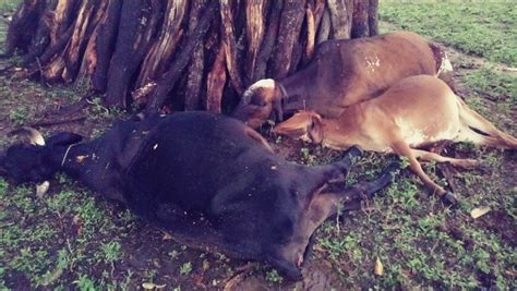 Cinco Animais Morrem Ap S Serem Atingidos Por Um Raio Em Mata Grande