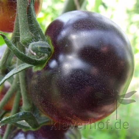 Saatgut Samen Von Der Tomate Blue Osu