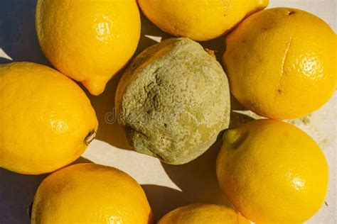 Healthy And Rotten Lemon Fruits Stock Image Image Of Citrus Green