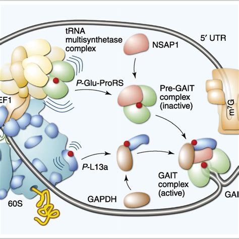 Two Classes Of Large Ribosomal Subunit Proteins High Resolution