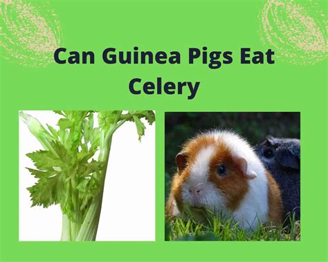 Can Guinea Pigs Eat Celery How To Feed