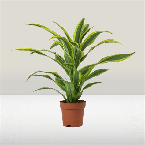 Dracaena Lemon Lime Sheenzai