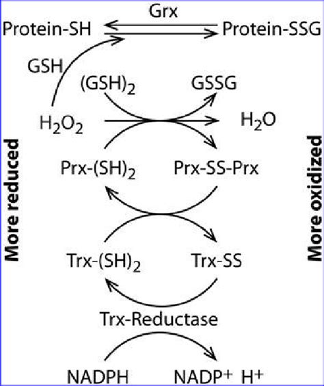 Protein Thiol Disulfide Oxidoreductases Regulate The Redox State Of