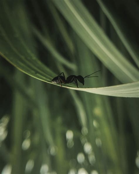 Black Ants · Free Stock Photo