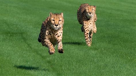 Houston Zoo Cheetahs Run At Sam Houston Race Park Youtube