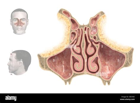 Illustration Of A Frontal Section Through The Nasal Cavity Which