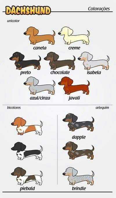 Dachshund Colors Chart - EbonyDadson