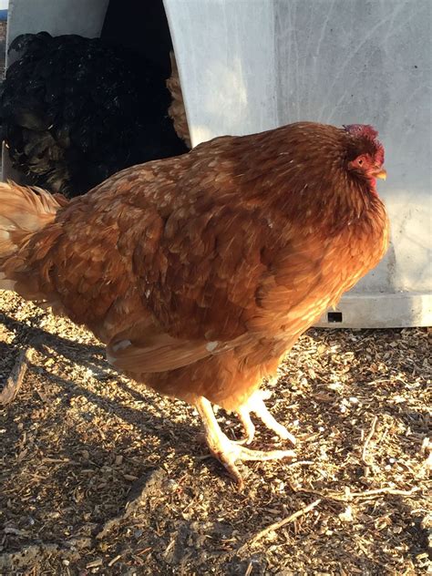 Hen Hunched Over And Looking Sick Please Help BackYard Chickens