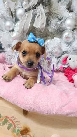 cute apple head chihuahua puppies for sale