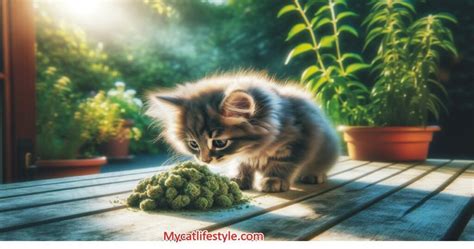 At What Age Can A Cat Have Catnip Without Risks Expert Tips