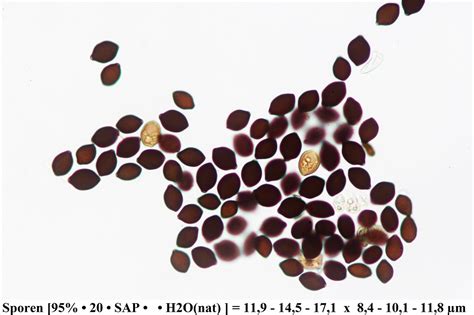 Panaeolus Papilionaceus Agaricales S L Pilzforum Eu