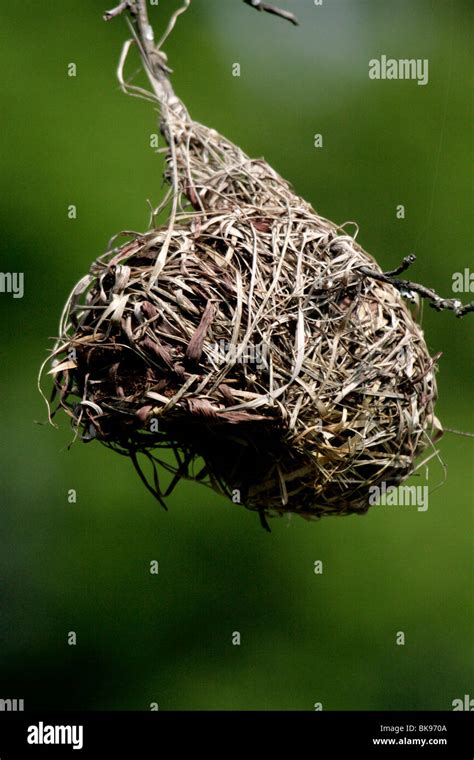 Weaver bird nest Stock Photo - Alamy