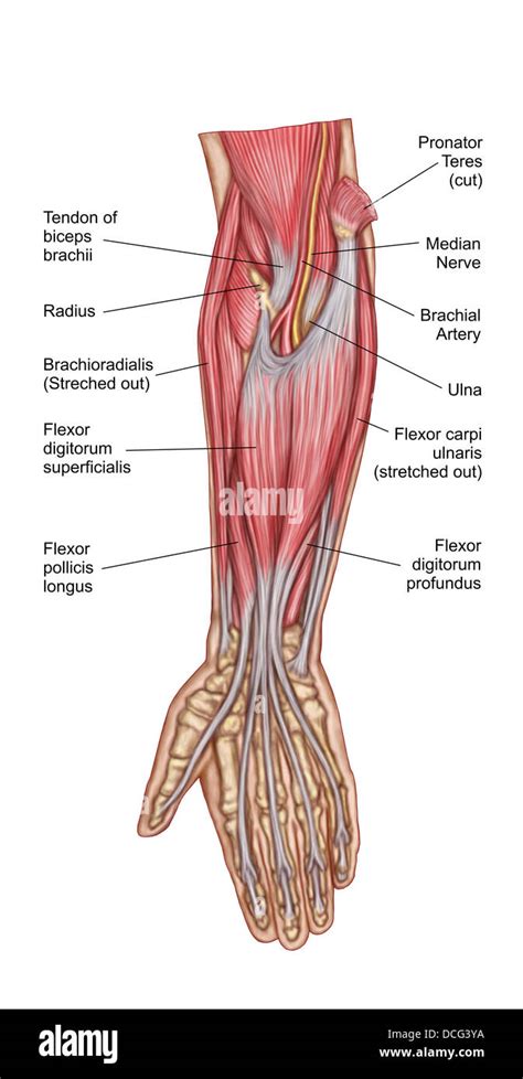 Anterior Antebrachium Muscle Anatomy