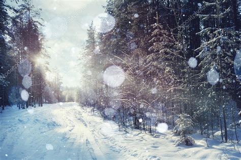 Magical winter forest — Stock Photo © xload #59999869