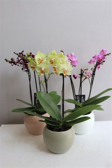 3 5 Phalaenopsis Orchid Curbside Pick Up Central Square Florist