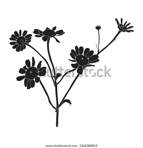 Daisy Flower Drawing Hand Drawn Engraved Stock Vector (Royalty Free ...