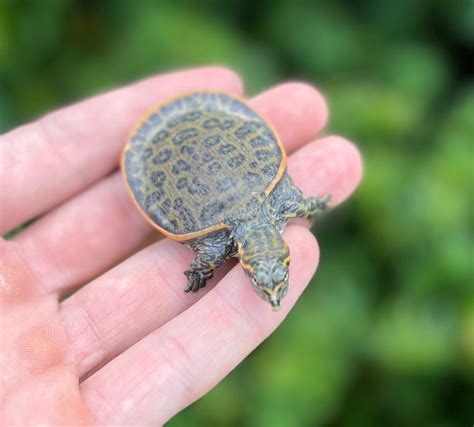 Baby Florida Softshell Turtle – Scales and Tails of Ohio